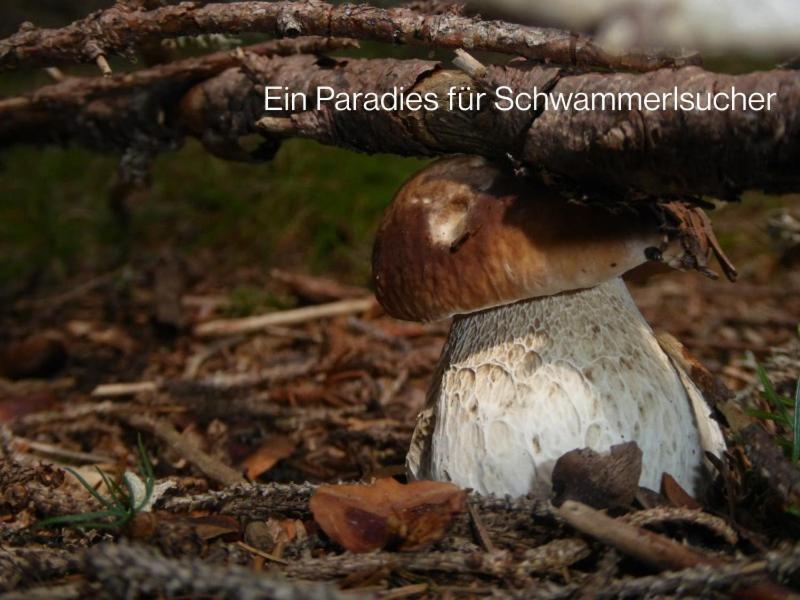 Ferienhaus Koglegg Wies Kültér fotó